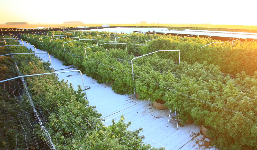 Opinion: In the face of facts, Okanogan County escalates irrational fight against cannabis