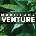 Marijuana Venture Magazine